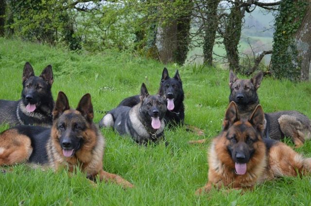 Why German Shepherds?