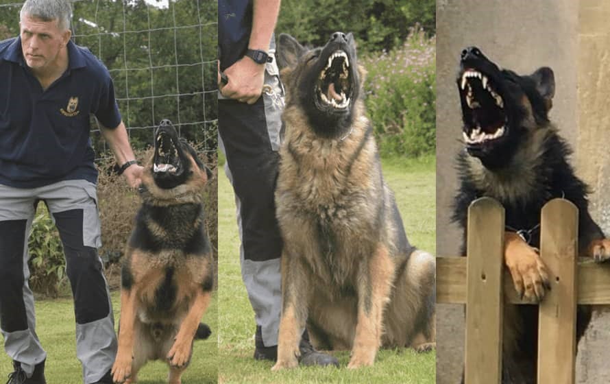 Family Security Protection Dogs - Peter Brooks Attack