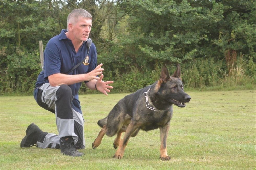 How to train a protection dog