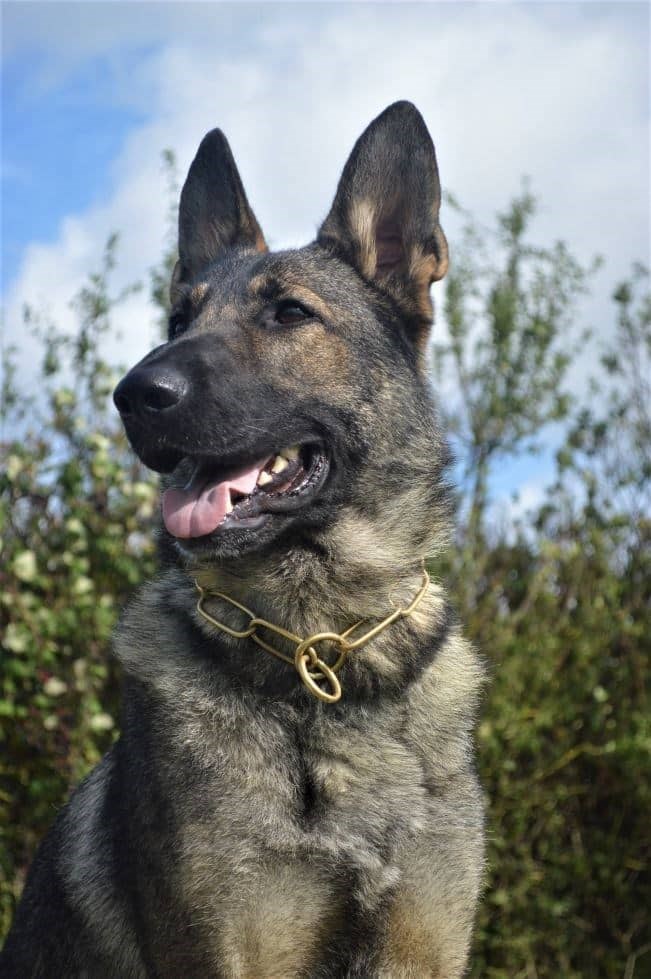 Elite Protection Dog Lakota