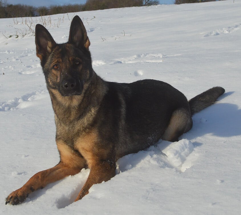 5 Ways a Protection Dog will protect you this winter