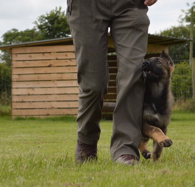 Puppy Training