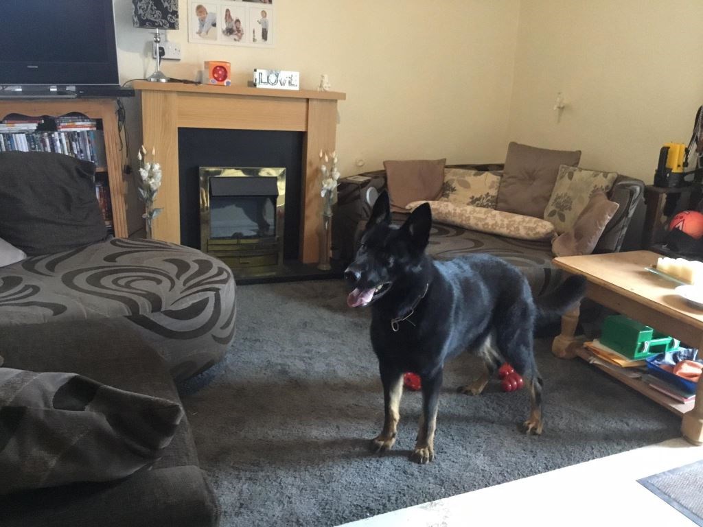 Deterrent Dogs For Sale UK K9 Protector