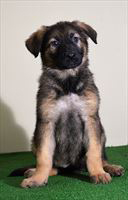 Candidate Protection Dog - Anya (Vom Valborg)