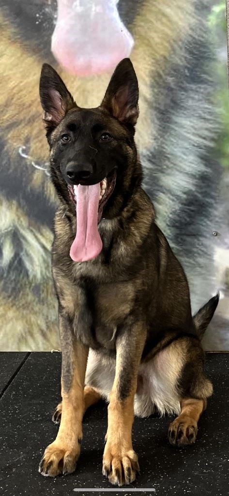 Elite Protection Dog Bear