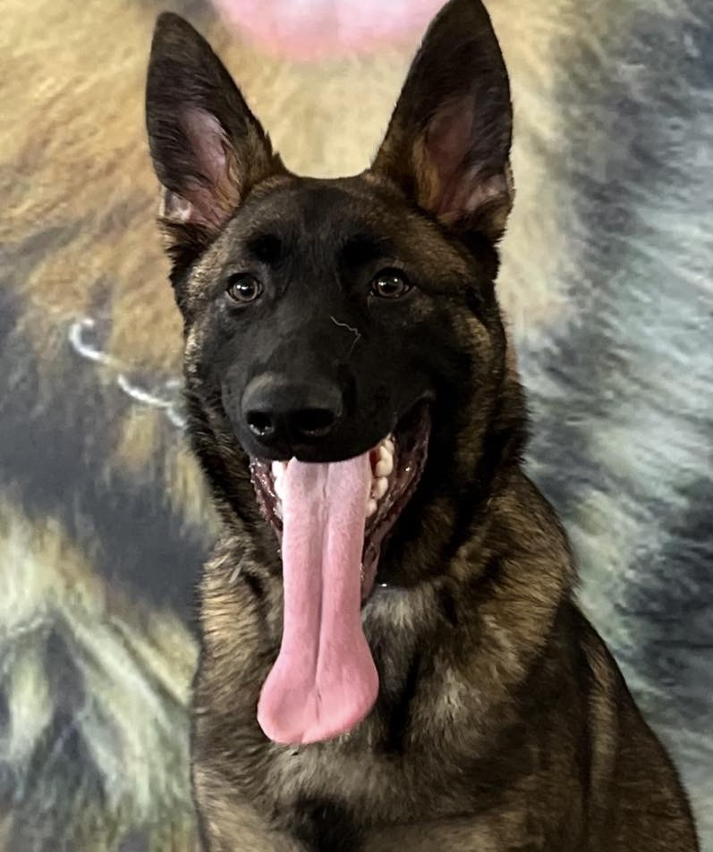 Elite Protection Dog Bear