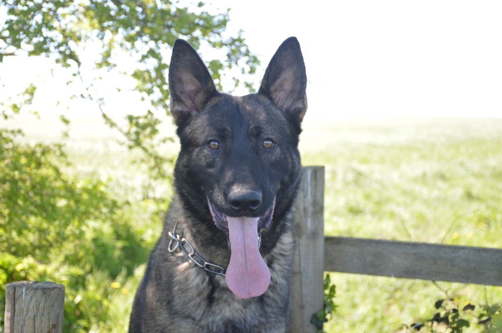 Elite Protection Dog Bear
