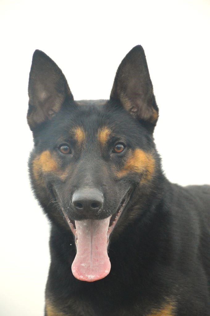 Elite Protection Dog Boss Chimera Level 1