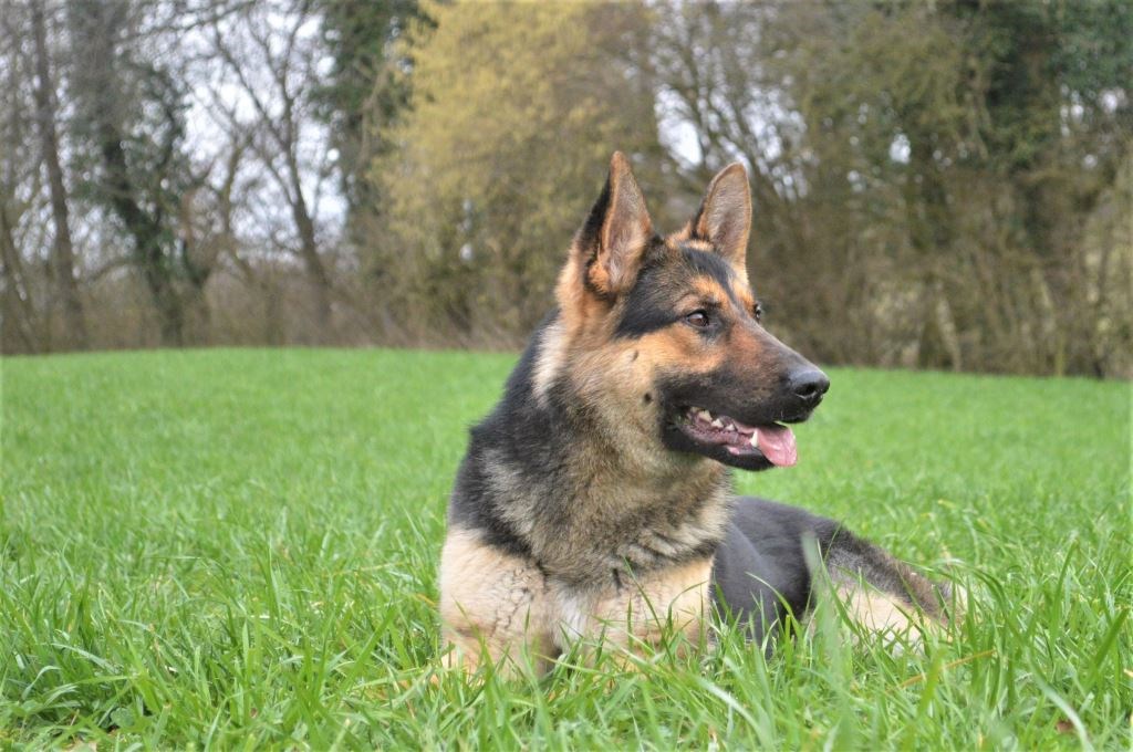 Elite Protection Dog Diva