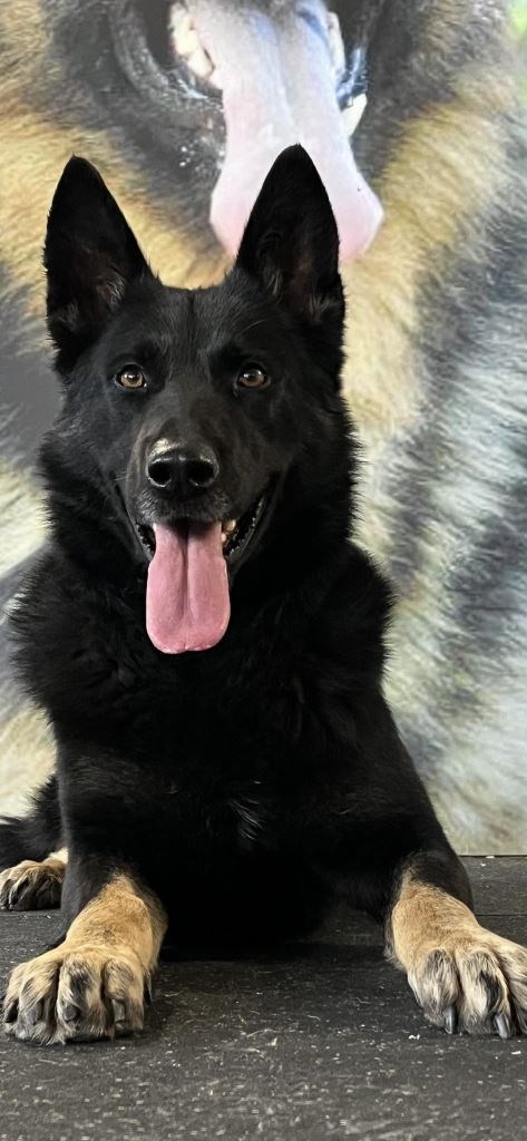 Elite Protection Dog Drago