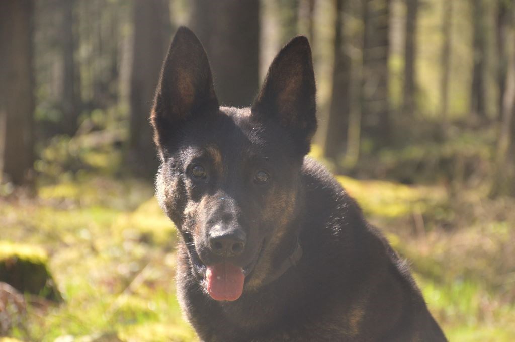 Elite Protection Dog Zek Chimera level 1