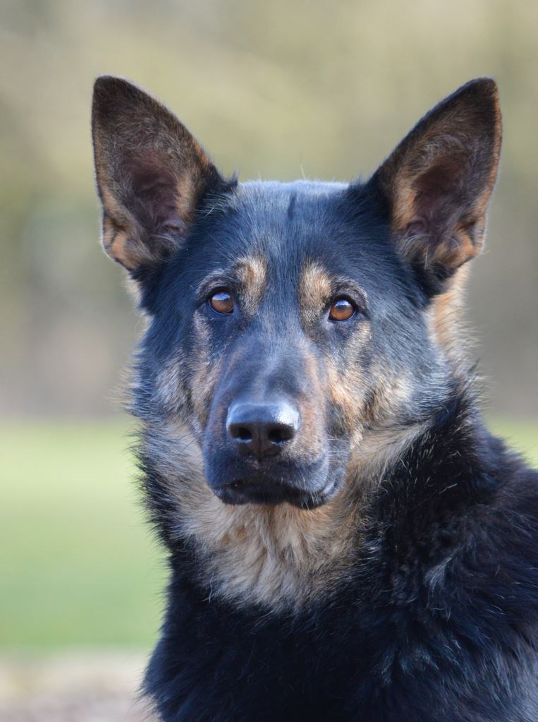 Protection Dogs Personal Protection Dogs For Sale From