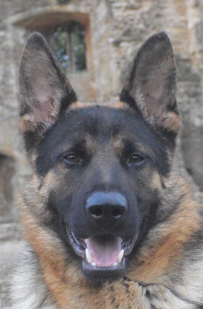 Elite Protection Dog Kujo