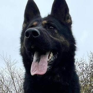 Elite Protection Dog Kyra