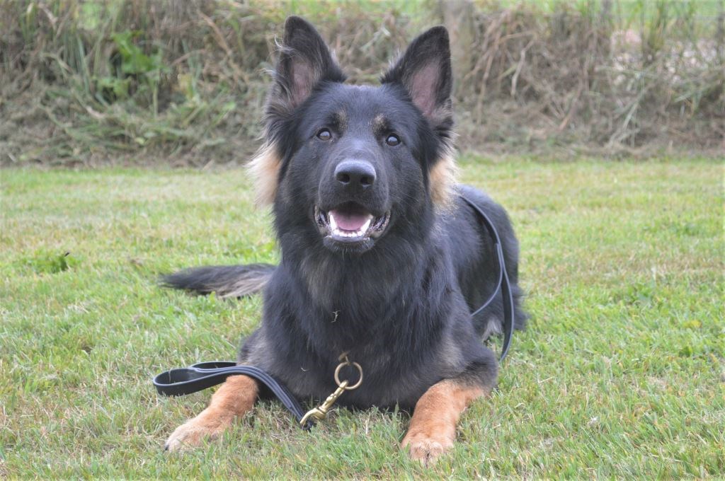 Elite Protection Dog For Sale - Rommel