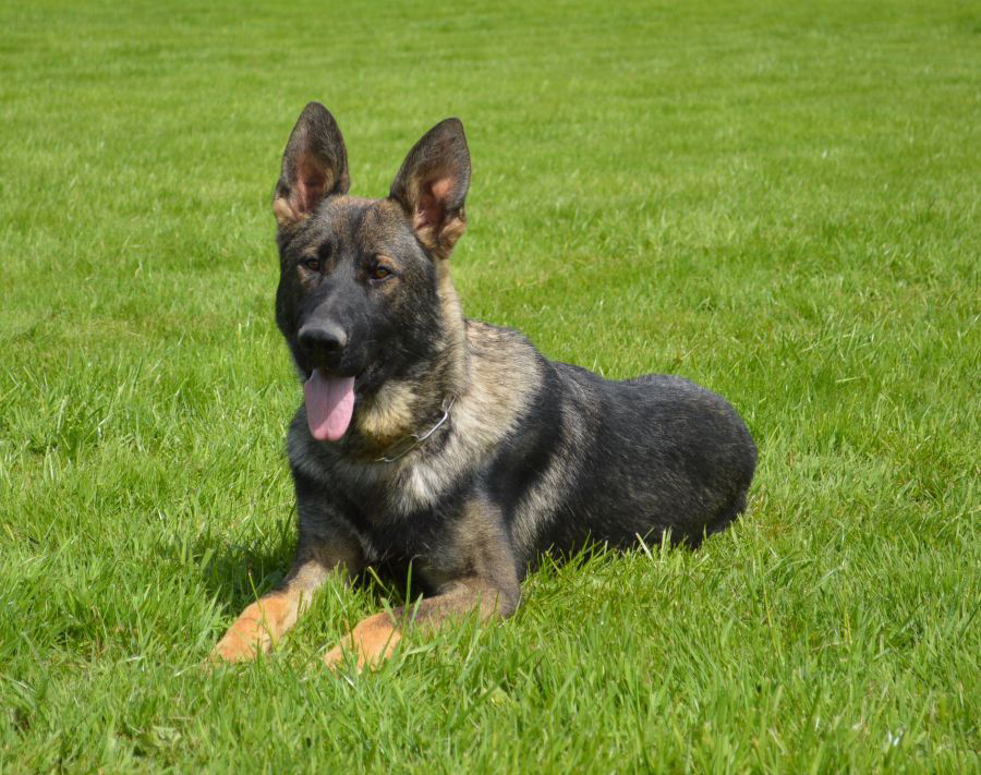 Elite Protection Dog - Storm (Vom Valborg)