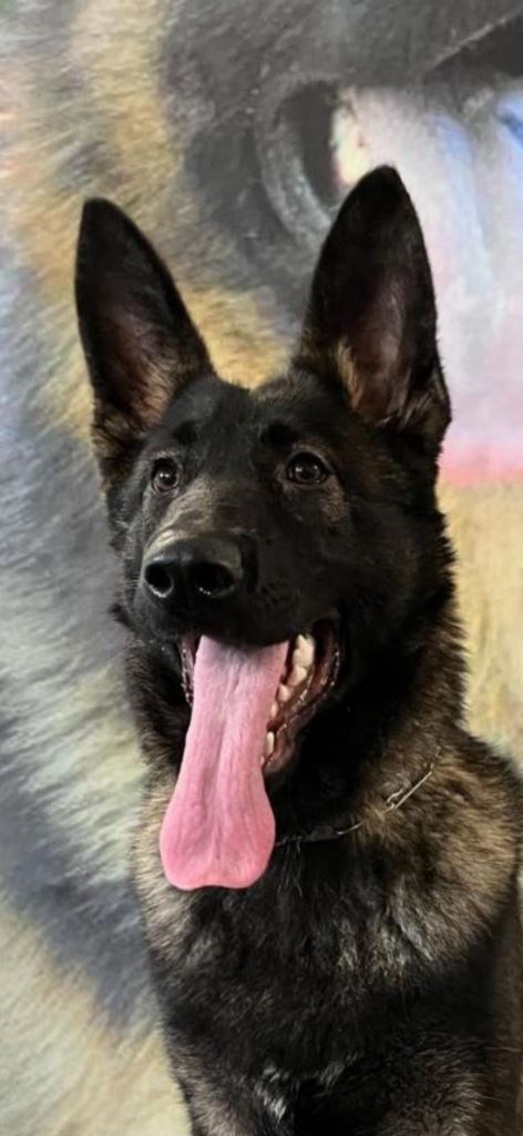 Elite Protection Dog Togo