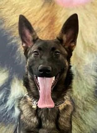 Elite Protection Dog Hera