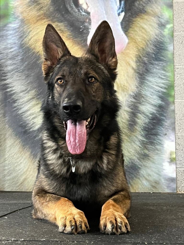 Elite Protection Dog York