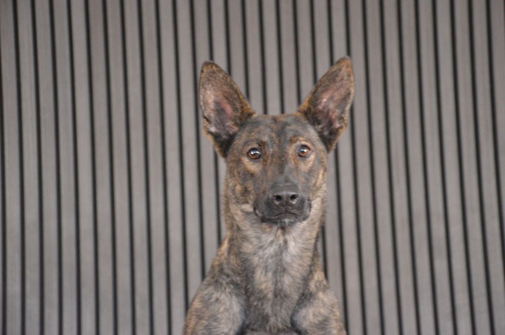 Elite Protection Dog Zizi Chimera Level 1