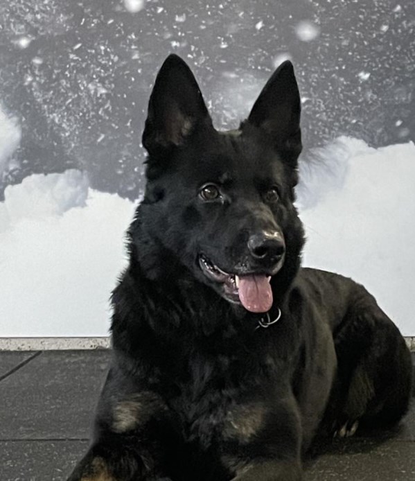 Elite Protection Dog Doska