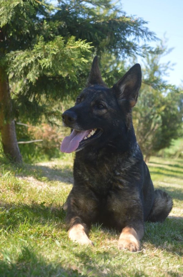 Elite Protection Dog Anouke