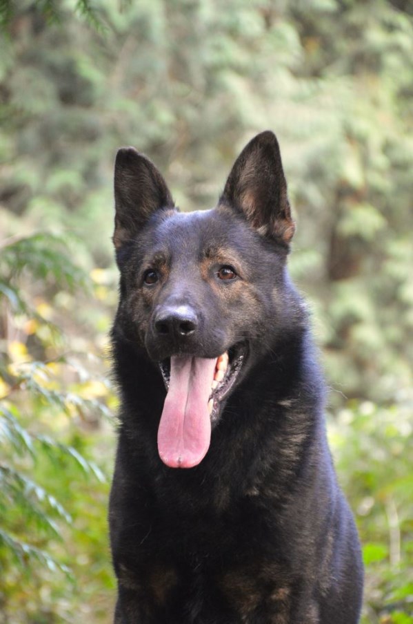 Elite Protection Dog Assis