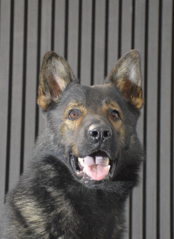 Elite Protection Dog Assis