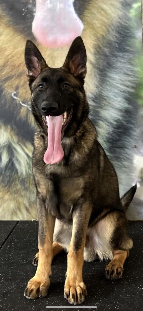 Elite Protection Dog Bear