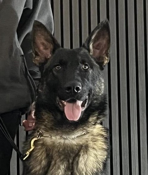 Elite Protection Dog Blade