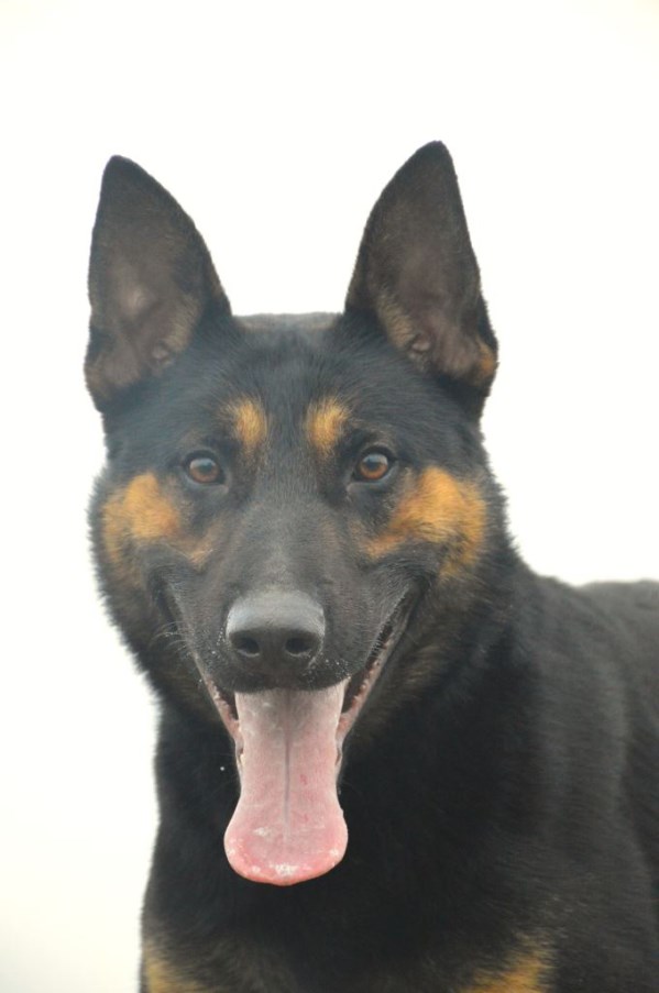 Elite Protection Dog Boss Chimera Level 1