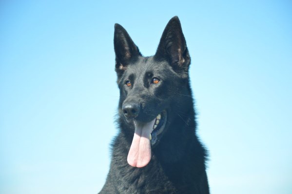 Elite Protection Dog Xania