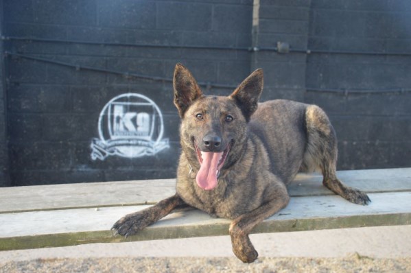 Elite Protection Dog Zizi Chimera Level 1