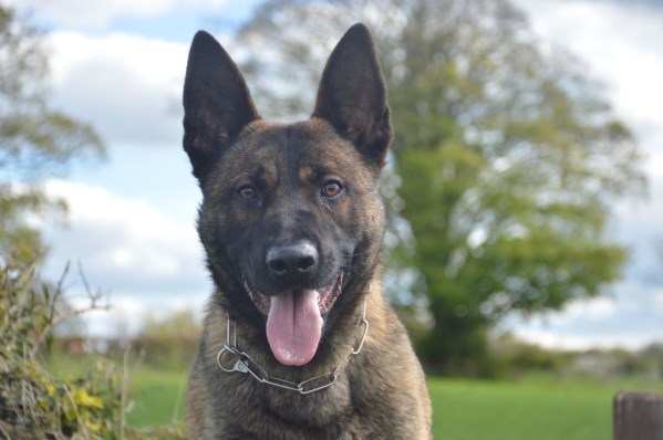 Elite Level Protection Dog Buxy