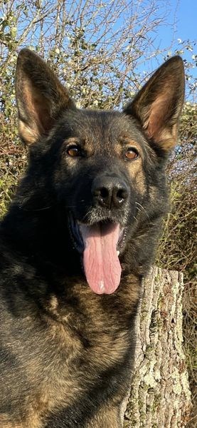 Elite Protection Dog Jack