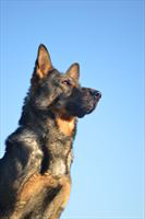 Elite Protection Dog - KIRA