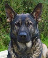 Elite Protection Dog Kizzy