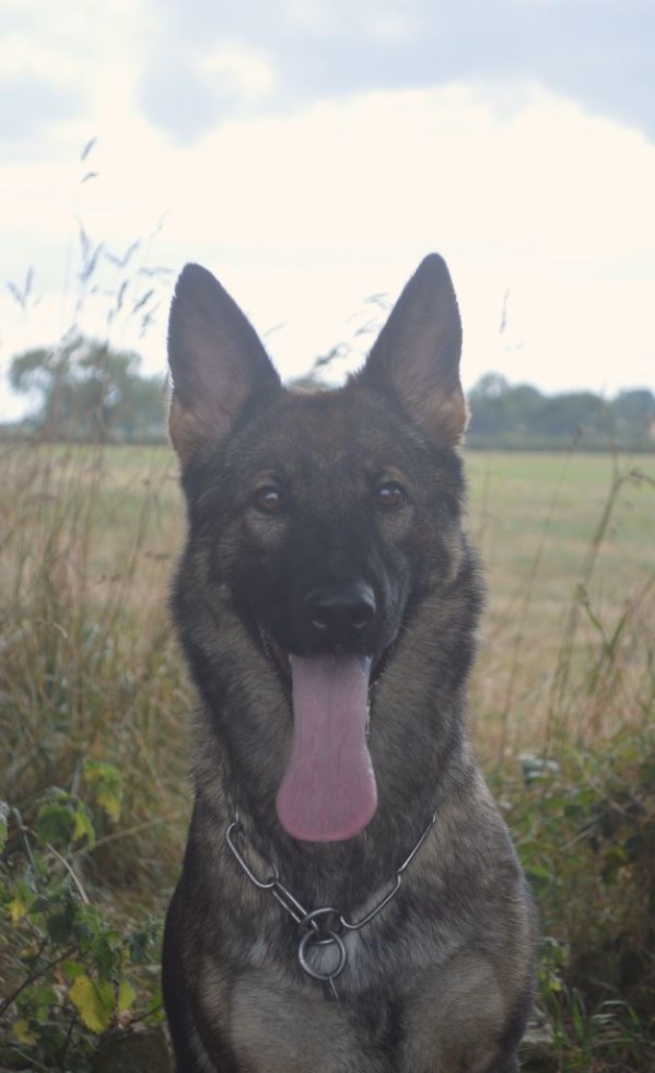 Elite Protection Dog Nala