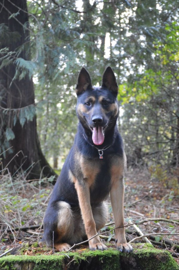 Chimera Program Dogs