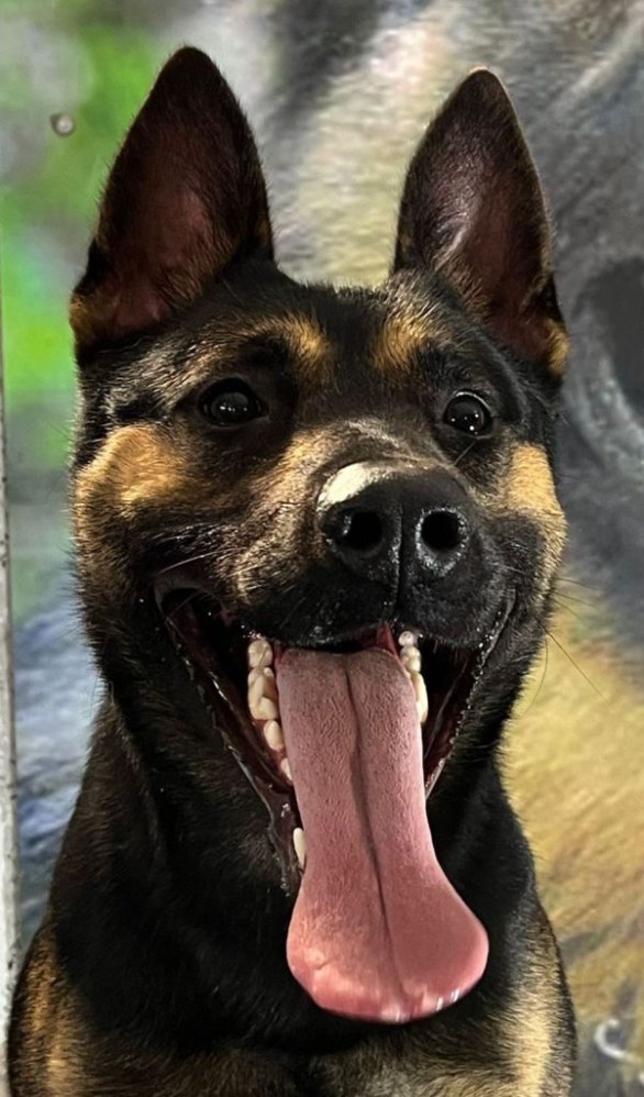 Elite Protection Dog Nick