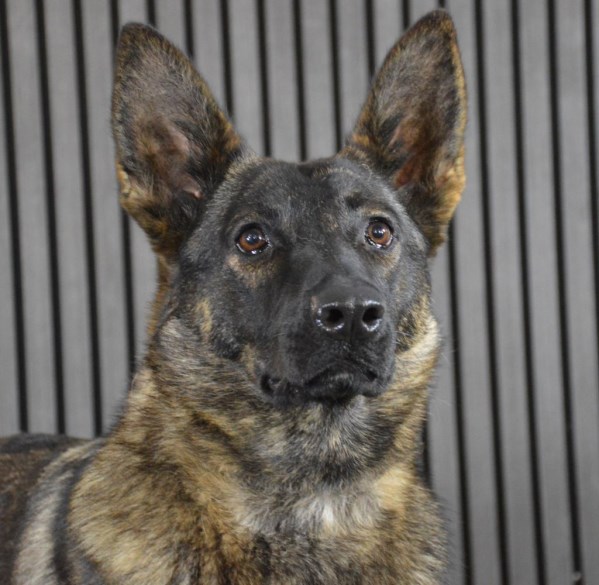 Elite Protection Dog Ophra Chimera Level 1
