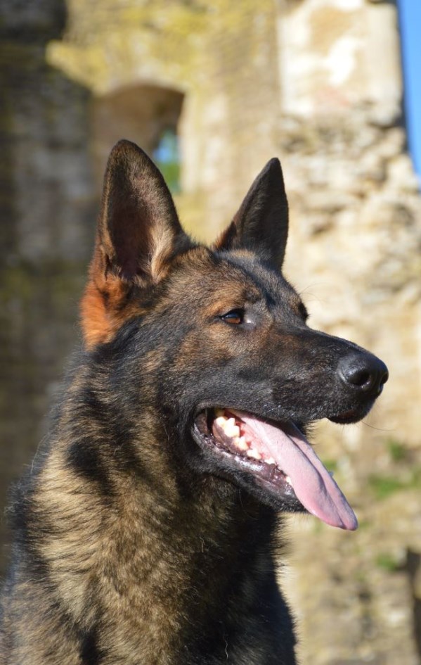Elite Protection Dog Cyrius (vom Valborg)