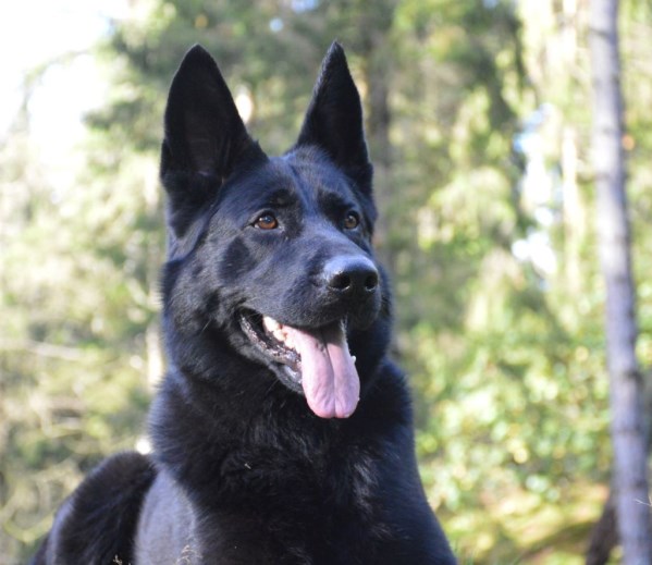 Elite Protection Dog Ixie