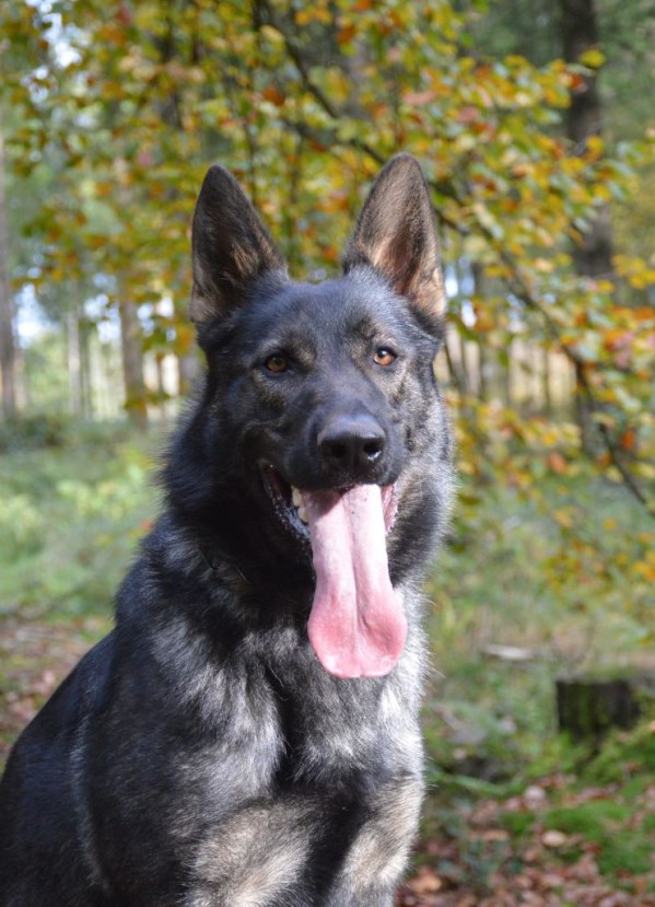 Elite Protection Dog Sam