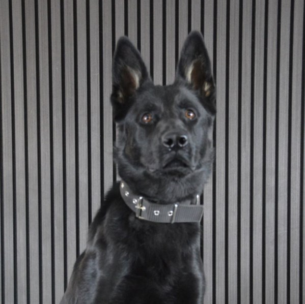 Elite Protection Dog Cherry
