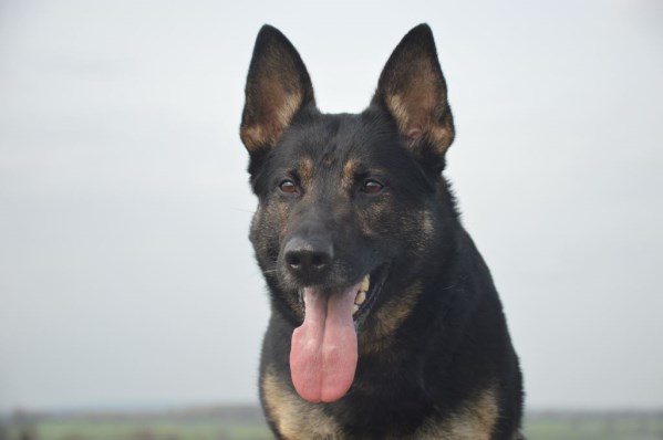 Elite Protection Dog Sylvie