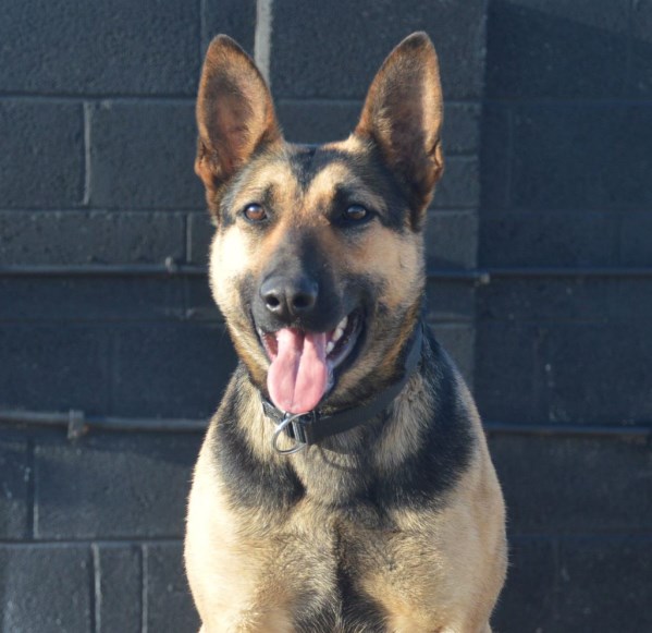 Elite Protection Dog Tazz HTE 