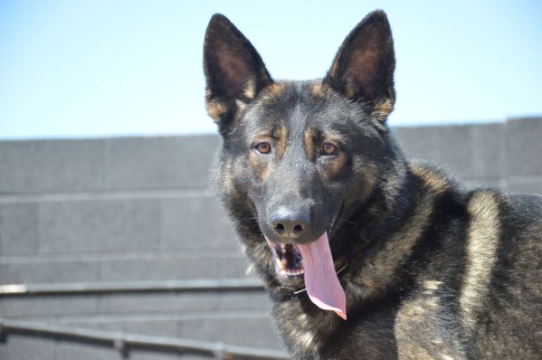 Elite Protection Dog Togo