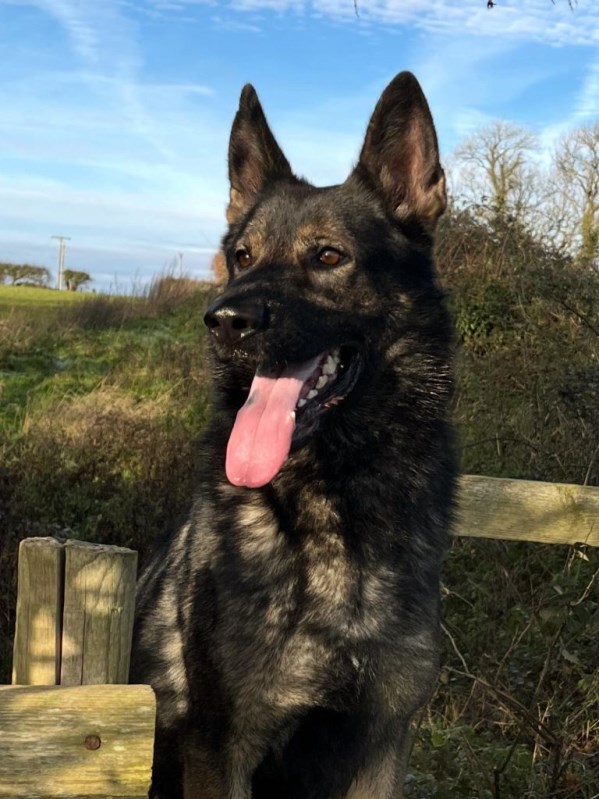 Elite Protection Dog Tristan