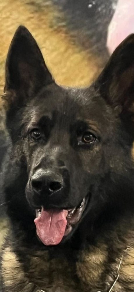 Elite Protection Dog Vince HTE